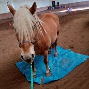 Meet your Posher, Brooklyn